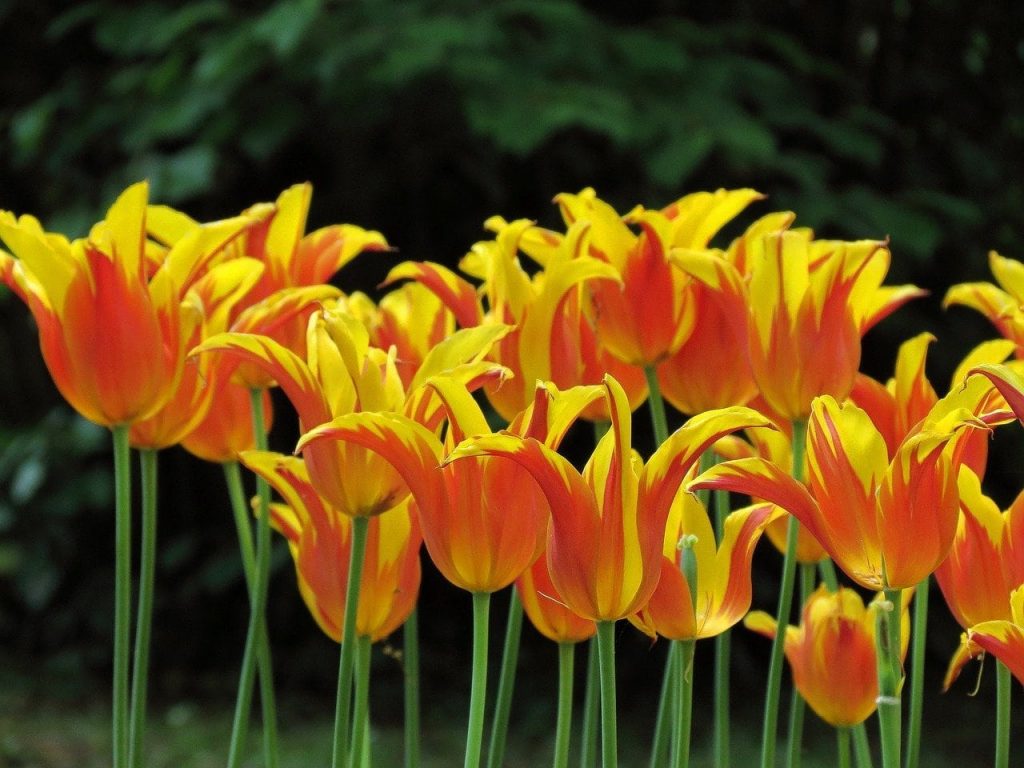 hoa-tulip-vet