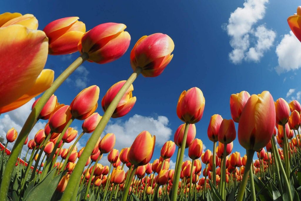  y-nghia-hoa-tulip