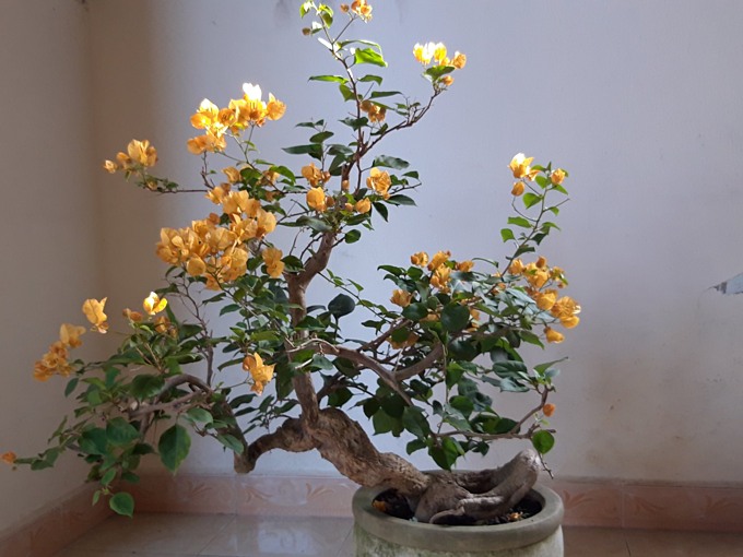 cay-bonsai-hoa-giay
