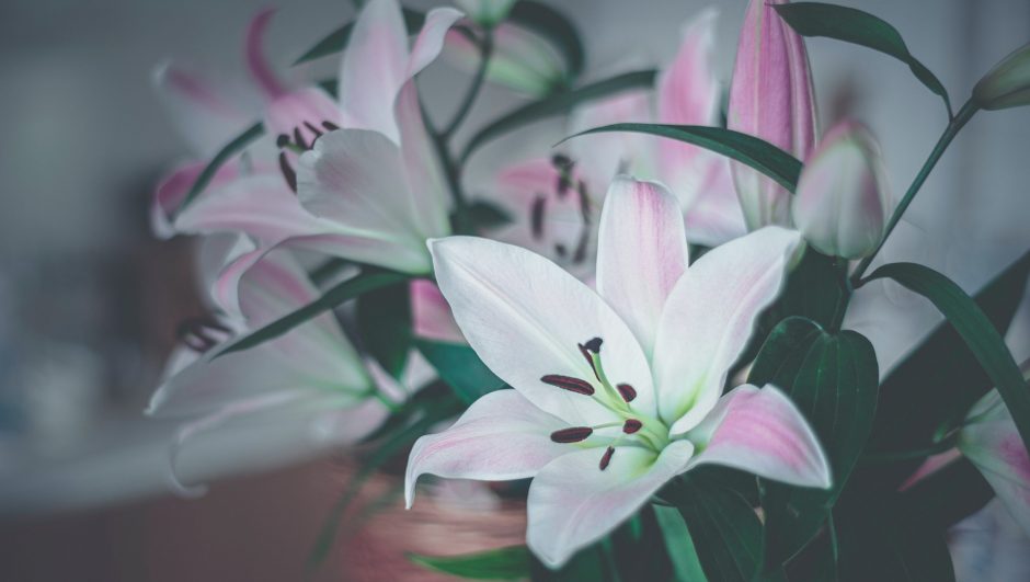 Hoa Lily Trắng Nền Nhiếp ảnh Minh Họa Hoa Cây Và Hình ảnh Để Tải Về Miễn  Phí  Pngtree