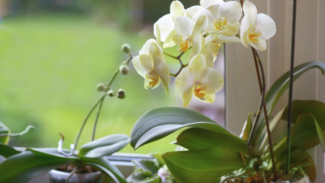 ly-do-khien-la-lan-ho-diep-chuyen-vang-va-cach-khac-phuc