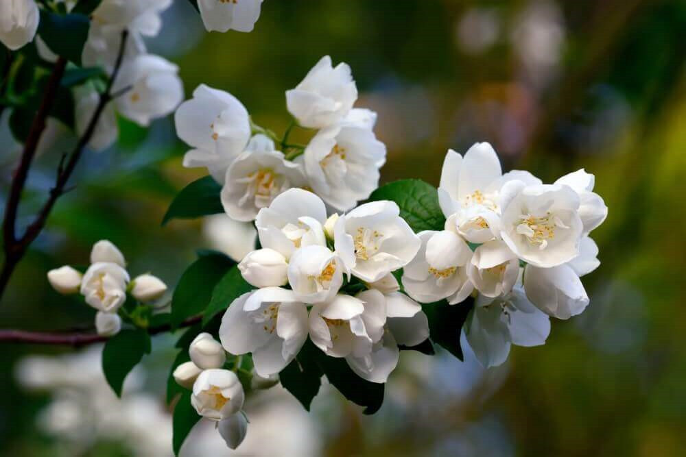 12 Loại hoa có mùi thơm nhất thế giới - dienhoaxanh.com