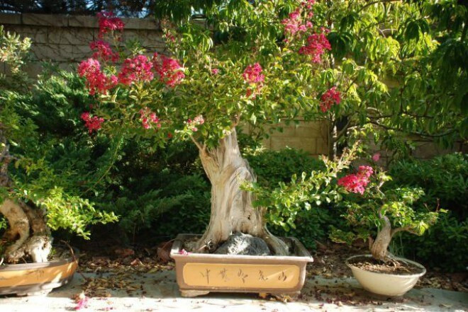 cay-hoa-tuong-vi-bonsai