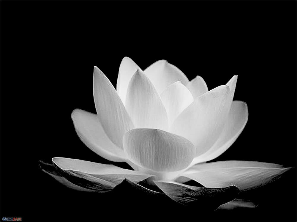 Hoa sen White đám tang| Ý nghĩa avatar hoa sen White đám tang
