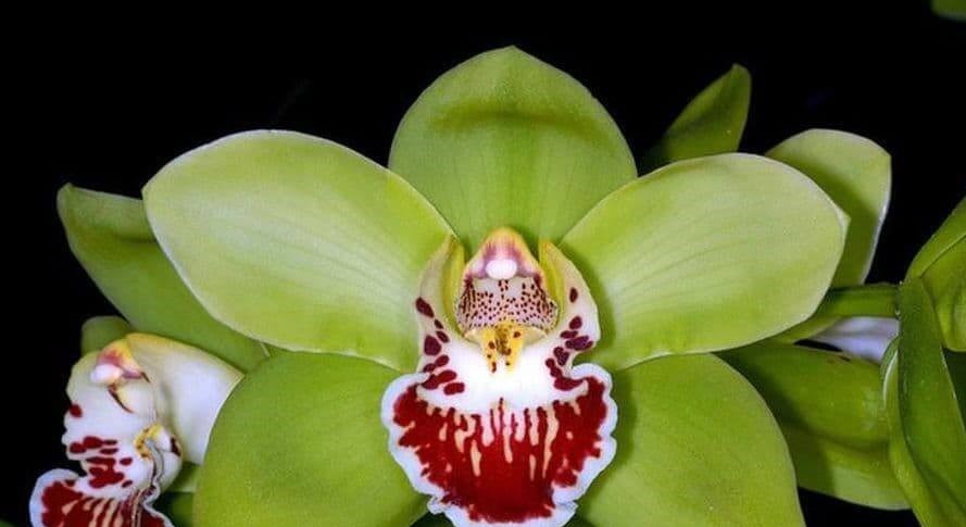 orchid-nongke