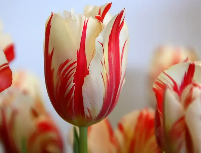 hoa-tulip-dat-nhat-the-gioi
