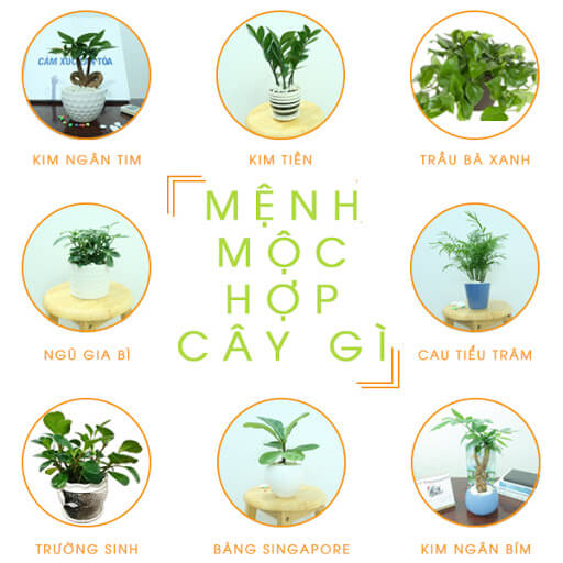 cay-de-ban-lam-viec-hop-menh-moc