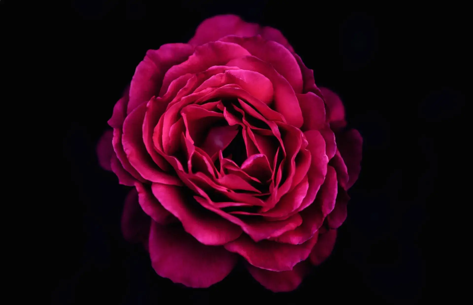 hoa-hong-Black-Beauty-Rose
