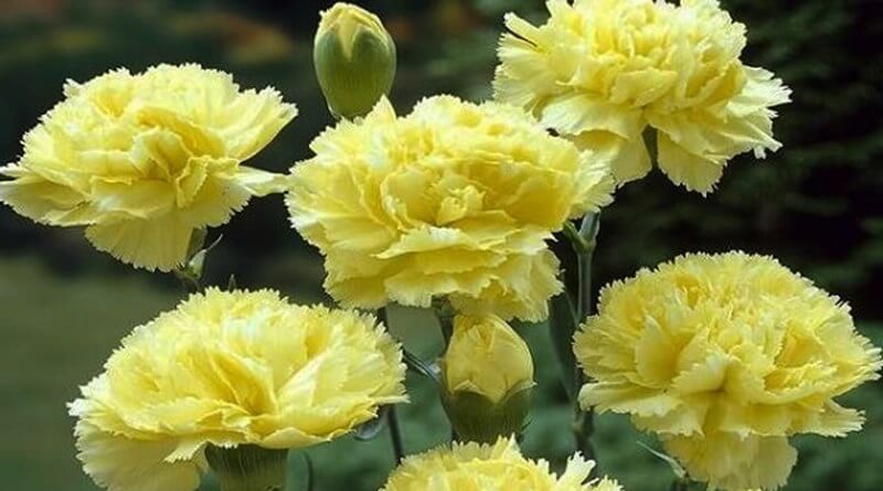 Khám phá hình nền hoa cẩm chướng tuyệt đẹp nhất