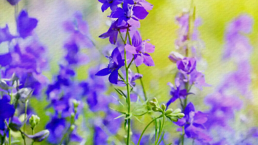 hoa-violet