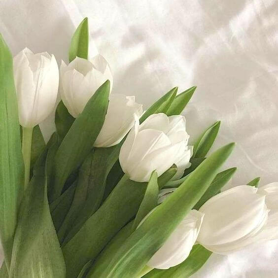  y-nghia-hoa-tulip-trang
