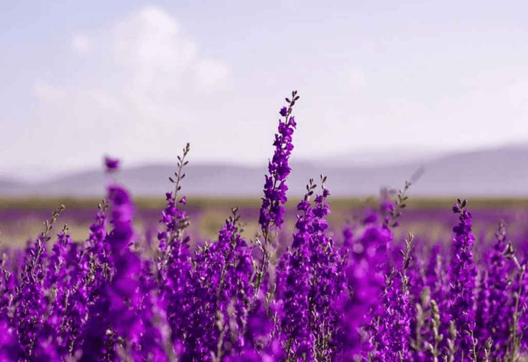y-nghia-hoa-violet
