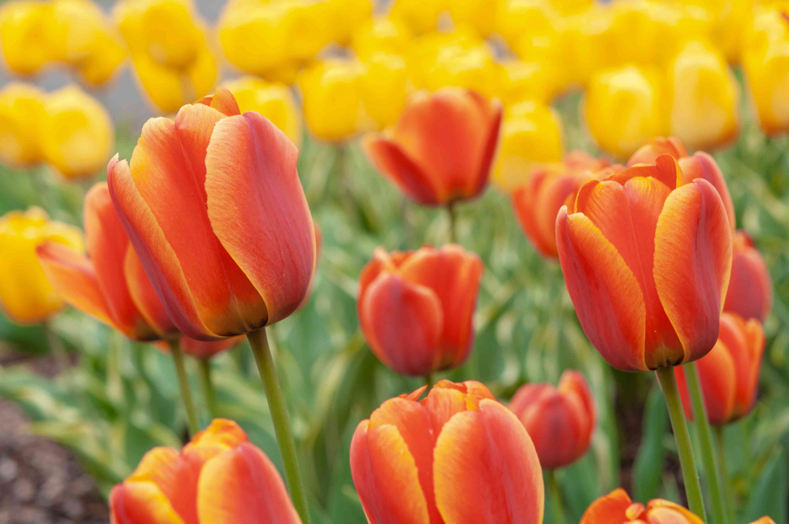 hoa-tulip-cam-co-y-nghia-gi