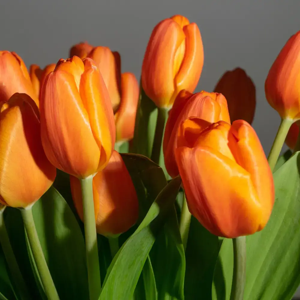 hoa-tulip-cam
