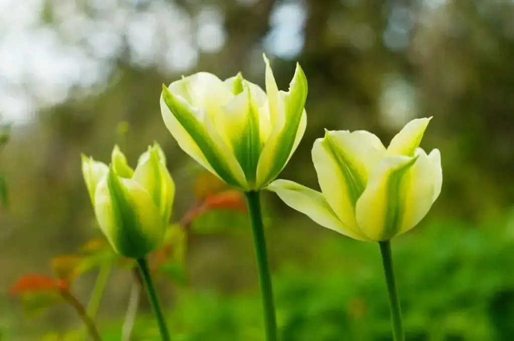hoa-tulip-xanh