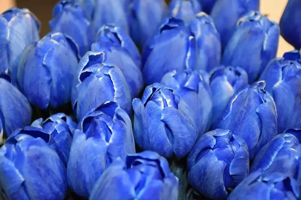 y-nghia-cua-hoa-tulip-xanh