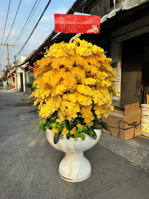 Chậu hồ điệp lụa lớn