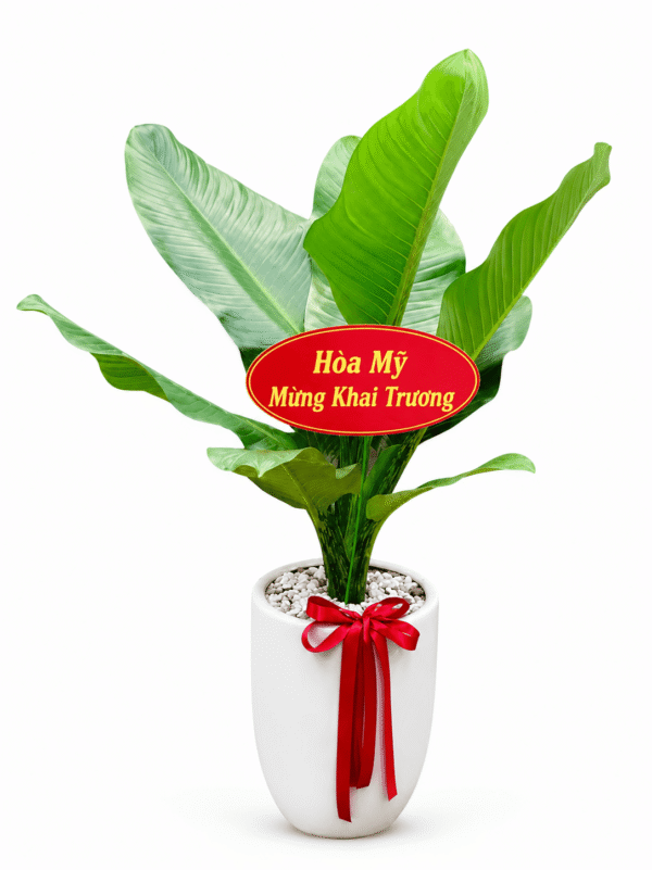 Cây đại phú Gia