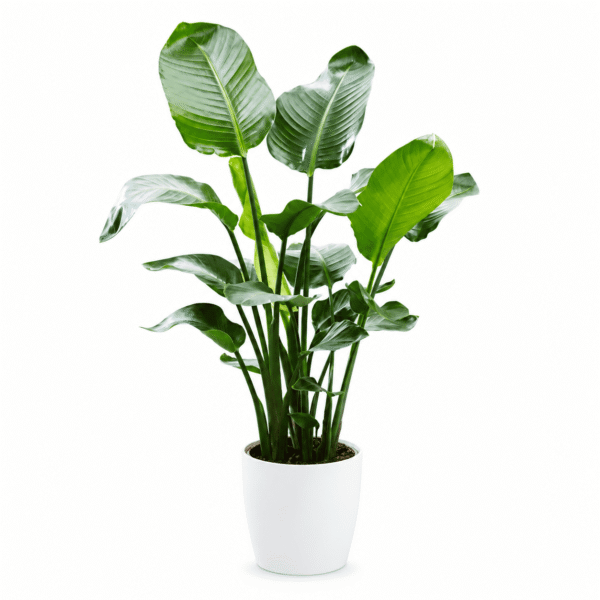 Cây chuối cảnh sung túc