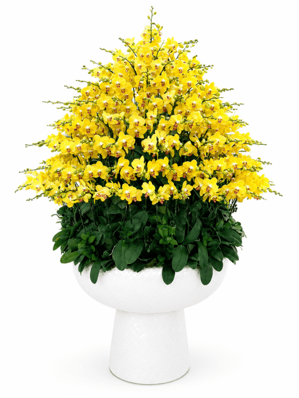 Chậu hồ điệp 160 cành giá