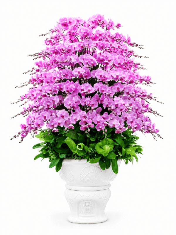 Chậu hồ điệp 20 cành giá